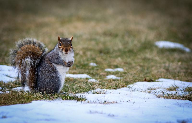 A squirrel on grass with melting snow